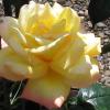 05 06 04 rose me maillant 2